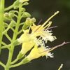 Stoneroot Live Root (Collinsonia canadensis), organic - Image 3