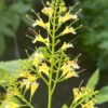 Stoneroot Live Root (Collinsonia canadensis), organic - Image 4