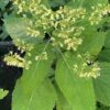Stoneroot Live Root (Collinsonia canadensis), organic - Image 5