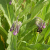 Comfrey, True (Symphytum officinale var patens), packet of 20 seeds, organic - Image 4