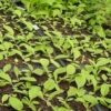 Comfrey, True (Symphytum officinale var patens), packet of 20 seeds, organic - Image 2
