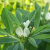 Common Fenugreek (Trigonella foenum graecum) Blooming