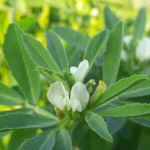 Common Fenugreek (Trigonella foenum graecum) Blooming