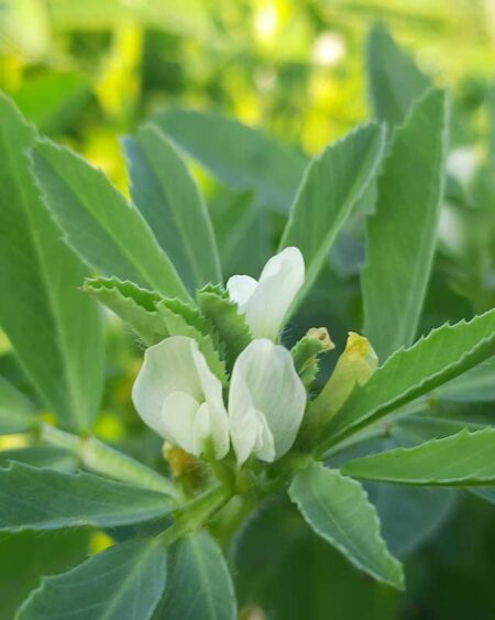 Common Fenugreek (Trigonella foenum graecum) Blooming
