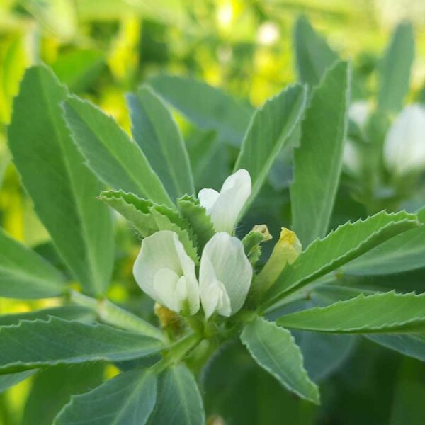 Common Fenugreek (Trigonella foenum graecum) Blooming