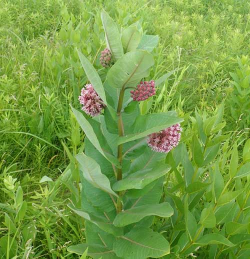 common milkweed