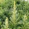 Mullein, Common (Verbascum thapsus) seeds, organic [SD, WA no] - Image 2