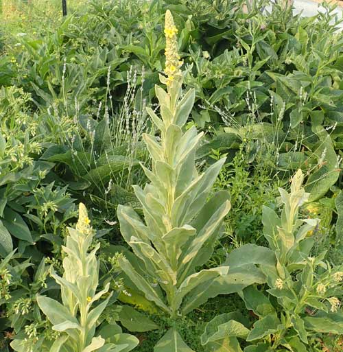 Details about   500  Mullein Seeds ~Verbascum thapsus~ Varietal:Golden Goliath Free Shipping! 