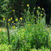 Compass Plant (Silphium laciniatum), packet of 20 seeds - Image 5