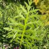 Compass Plant (Silphium laciniatum), packet of 20 seeds - Image 4