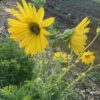 Compass Plant (Silphium laciniatum), packet of 20 seeds
