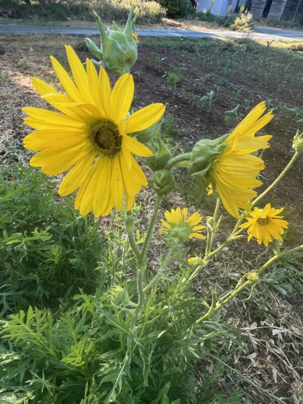 Compass Plant (Silphium laciniatum), packet of 20 seeds