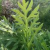 Compass Plant (Silphium laciniatum), packet of 20 seeds - Image 6