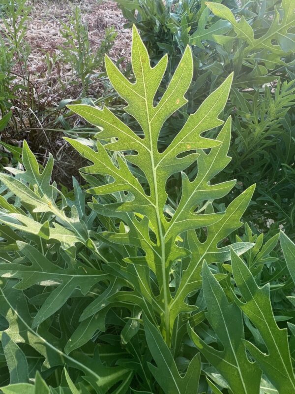 Compass Plant (Silphium laciniatum), packet of 20 seeds - Image 6