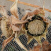 Compass Plant (Silphium laciniatum), packet of 20 seeds - Image 3