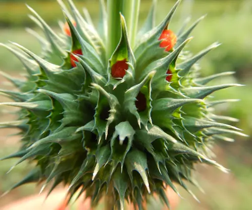 Cordao (Klip Dagga) (Leonotis nepetifolia) potted plant, organic - Image 2