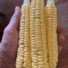 Corn, Golden Bantam (Zea mays) seeds, organic