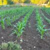 Corn, Golden Bantam (Zea mays) seeds, organic - Image 5