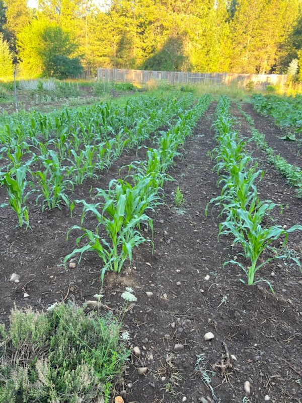 Corn, Golden Bantam (Zea mays) seeds, organic - Image 5