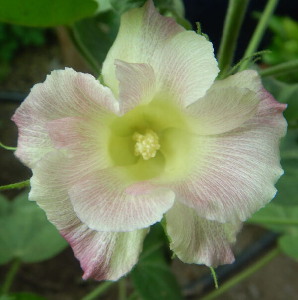 Cotton, Tree (Gossypium arboreum) potted plant, organic