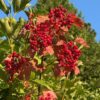 Cramp Bark (Viburnum opulus), packet of 10 seeds, Organic