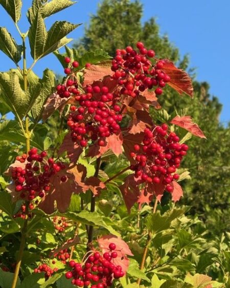 Cramp Bark (Viburnum opulus), packet of 10 seeds, Organic