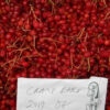 Cramp Bark (Viburnum opulus), packet of 10 seeds, Organic - Image 2