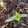 Cramp Bark (Viburnum opulus), packet of 10 seeds, Organic - Image 3