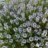 Thyme, Creeping (Thymus serpyllum) seeds, organic - Image 2