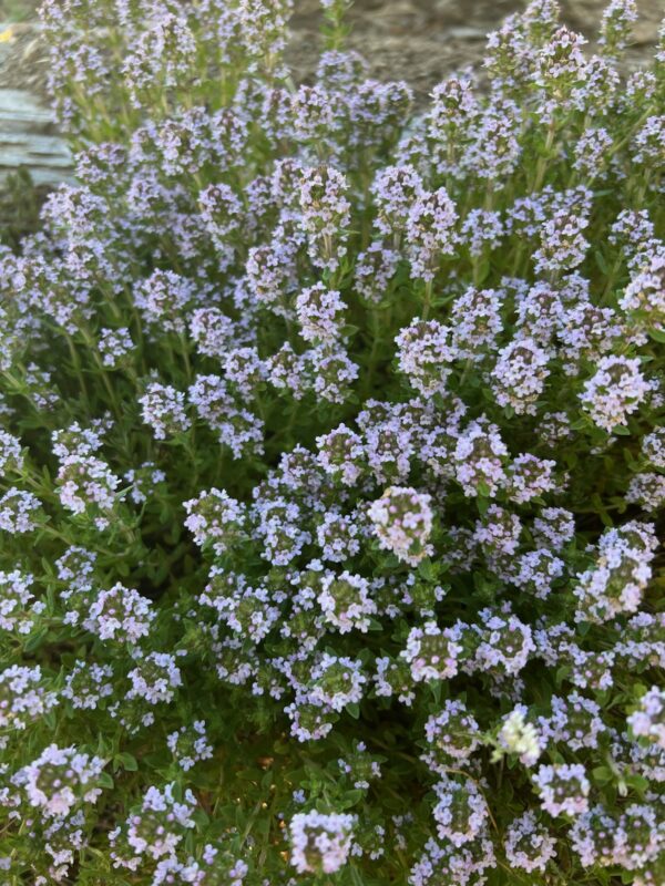 Thyme, Creeping (Thymus serpyllum) seeds, organic - Image 2