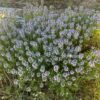 Thyme, Creeping (Thymus serpyllum) seeds, organic