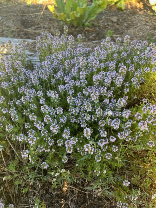Thyme, Creeping (Thymus serpyllum) plant, organic
