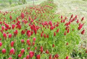 Forage & Cover Crop Crimson Clover 5000 Seeds Trifolium incarnatum Red Flower 