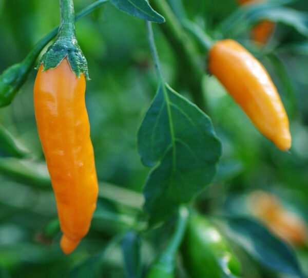 Pepper, Criolla Sella (Capsicum baccatum) seeds, organic - Image 5