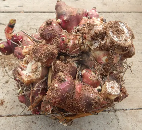 Yacon, Crystal, (Polymnia sonchifolia) in a 9 inch pot, organic - Image 3