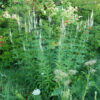 Culvers Root (Veronicastrum virginicum), packet of 100 seeds, organic - Image 2
