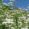 Cumin (Cuminum cyminum) Blossoms