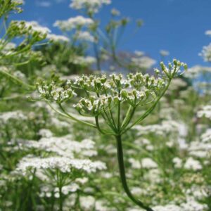 Cumin (Cuminum cyminum) Blossoms