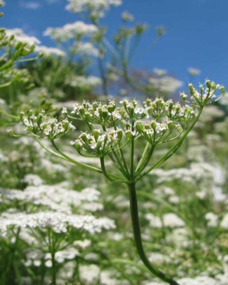Cumin (Cuminum cyminum) Blossoms