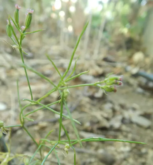 Cumin (Cuminum cyminum) seeds - Image 3