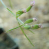 Cumin (Cuminum cyminum) seeds - Image 3