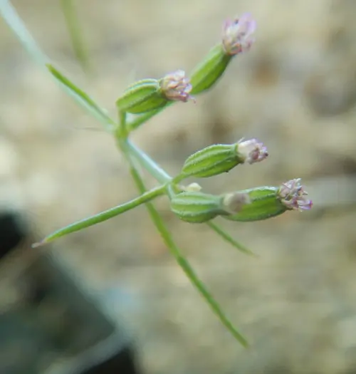 Cumin (Cuminum cyminum) seeds - Image 4