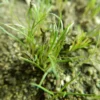 Cumin (Cuminum cyminum) seeds - Image 2