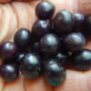 Curry Leaf Tree (Murraya koenigii) packet of 5 seeds, organic (USA ONLY) - Image 2