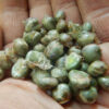 Curry Leaf Tree (Murraya koenigii) packet of 5 seeds, organic (USA ONLY)