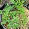 Curry Leaf Tree (Murraya koenigii) packet of 5 seeds, organic (USA ONLY) - Image 14
