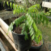 Curry Leaf Tree (Murraya koenigii) packet of 5 seeds, organic (USA ONLY) - Image 9