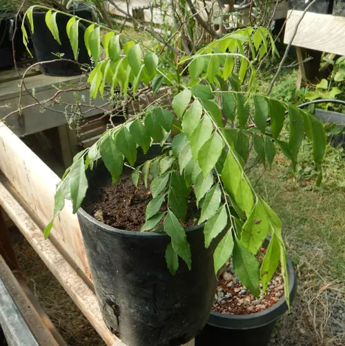 Curry Leaf Tree (Murraya koenigii) potted tree in a 9 inch deep pot - Image 5