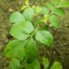 Curry Leaf Tree (Murraya koenigii) packet of 5 seeds, organic (USA ONLY) - Image 10
