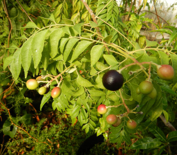 Curry Leaf Tree (Murraya koenigii) potted tree, organic - Image 2